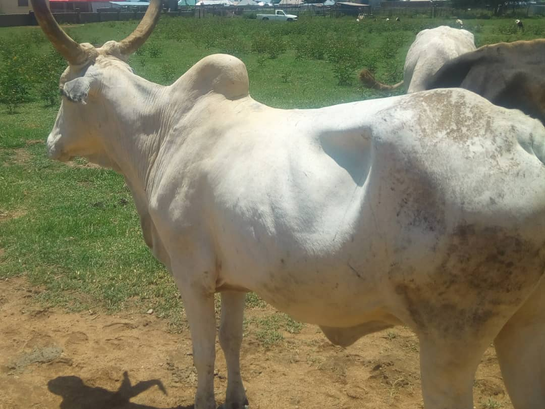 Government intervenes as Teso livestock prices drop in back to school crunch
