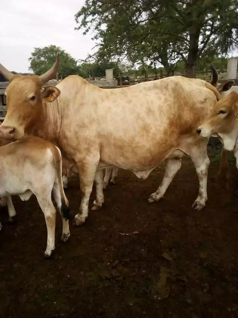 Could it Be time to Invest in the Uganda Beef Industry?