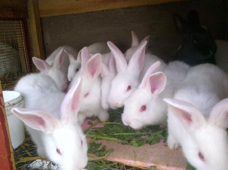 rabbit price