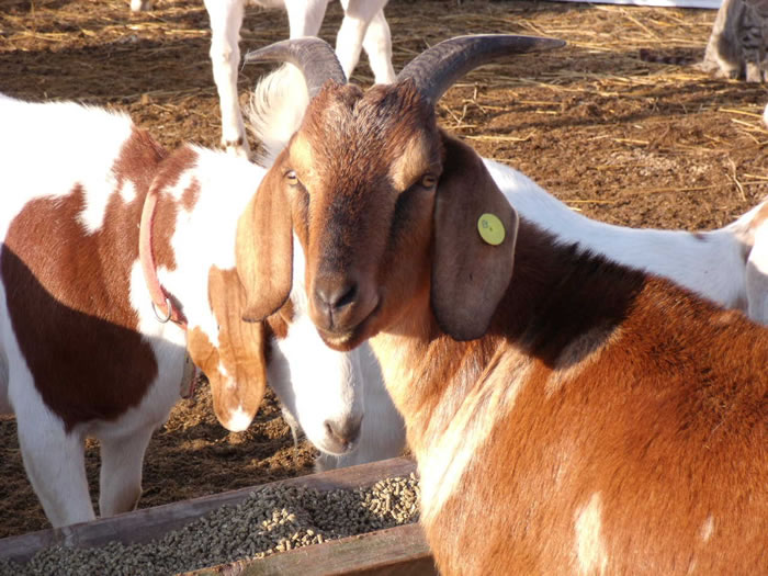 Goats have a limitless market