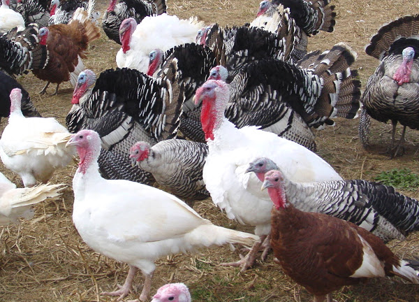 Turkey Rearing in Uganda