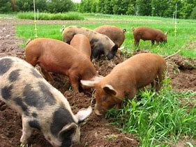 Feeding your Pigs for the best results – Jaguza Farm Support