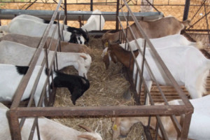 Goats vs sheep rearing in Uganda Livestock Farming – Jaguza Farm Support