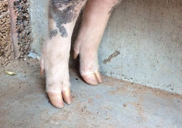 Why Pig farmers should consider hoof trimming – Jaguza Farm Support