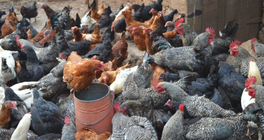 Tips On Rearing Local Chicken Jaguza Farm Support