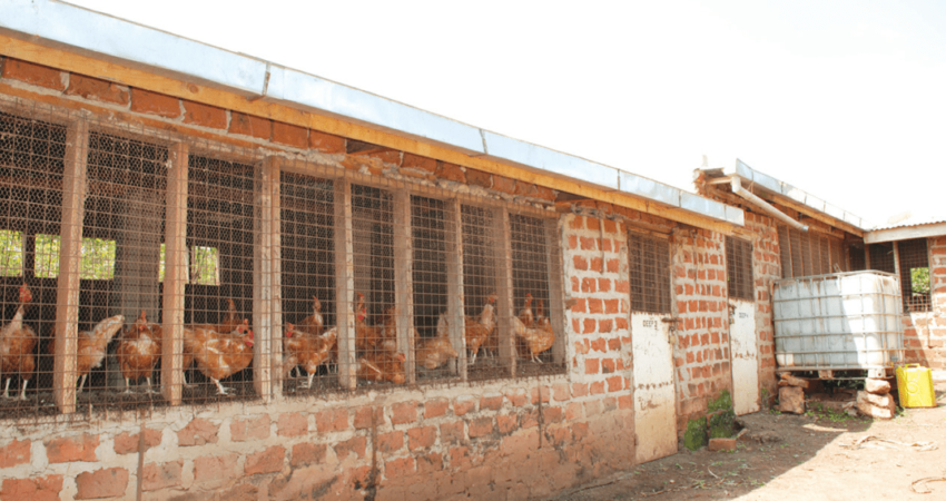 poultry farm business plan in india