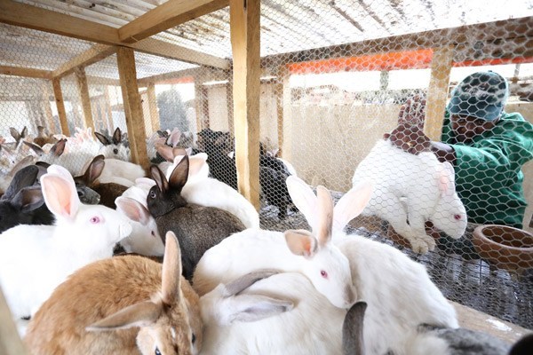 rabbit farming business plan in karnataka