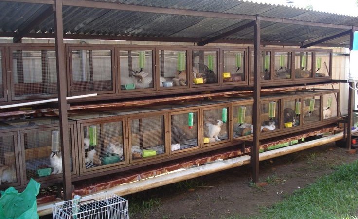 Housing is very essential in rabbit management Jaguza Farm Support