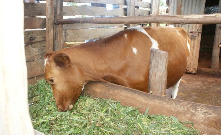 reaping-big-from-zero-grazing-in-cattle-jaguza-farm-support