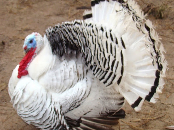 Choosing Turkey Breeds For Your Farm Jaguza Farm Support