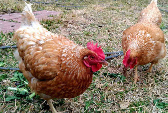 Choosing your Chickens - Which Breeds are Best?