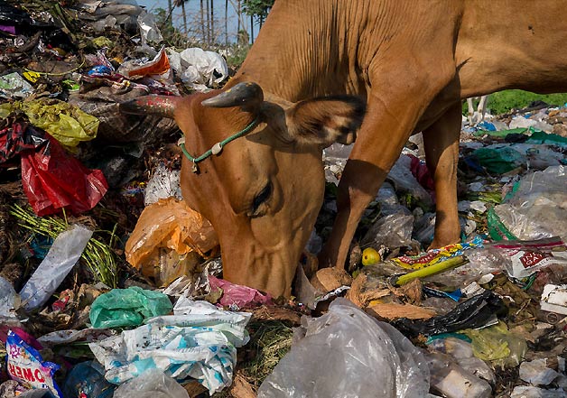 When your cow swallows plastic bags – Jaguza Farm Support