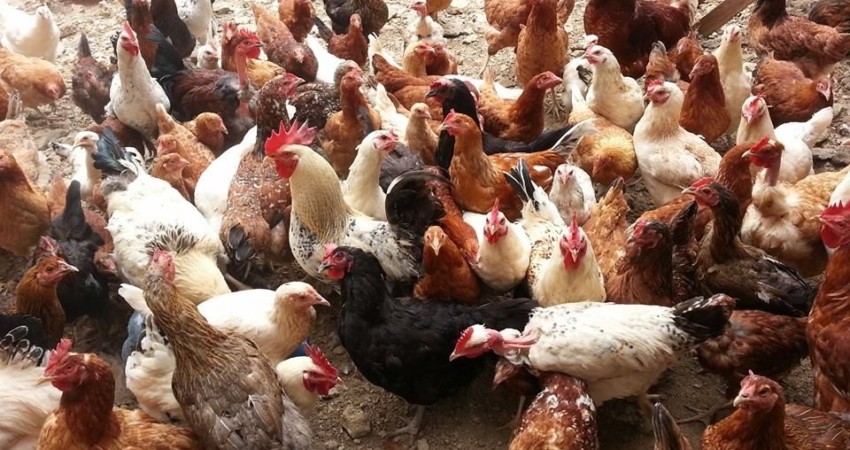 indigenous chicken farming business plan