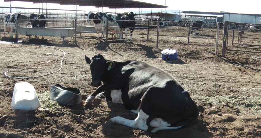 Handling Sick animals on your farm – Jaguza Farm Support