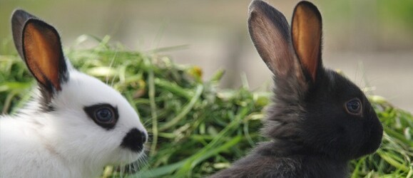 healthy rabbits