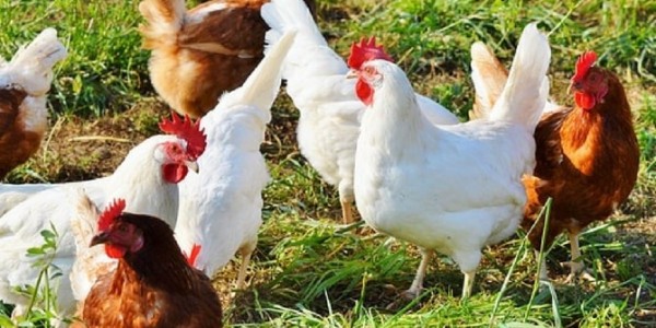 poultry-farming