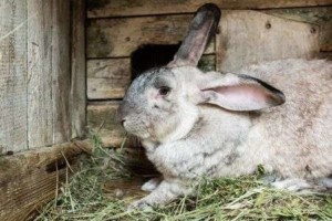 Breeding problems in Rabbits – Jaguza Farm Support