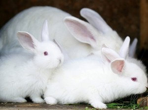 Commercial Rabbit breeds – Jaguza Farm Support