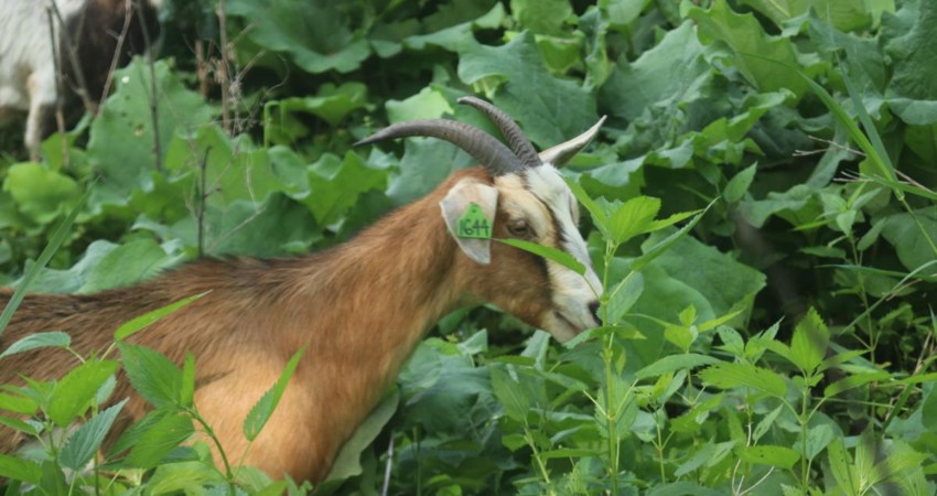 Cassava leaves as a Goat feed – Jaguza Farm Support
