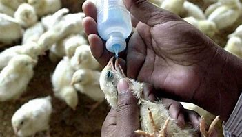 How to Get Birds Vaccination Techniques: BusinessHAB.com