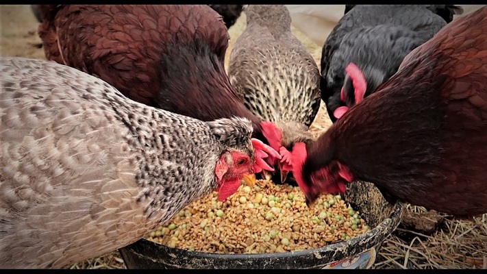 Different forms of Chicken feed – Jaguza Farm Support