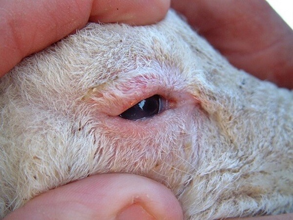 Natural Eye Infection Remedy for Rabbits, Cows, Goats, Sheep