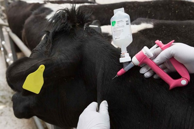 Proper use of Vaccines for healthy livestock – Jaguza Farm Support