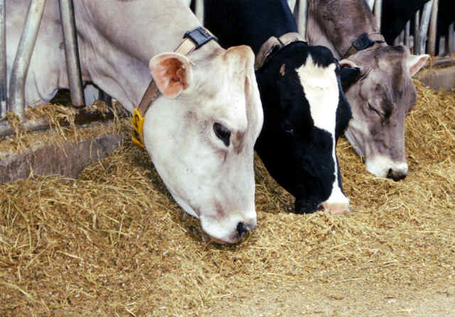Grain overload in livestock – Jaguza Farm Support