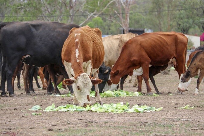 https://jaguzafarm.com/support/wp-content/uploads/2020/11/cabbage-cattle-674x450.jpg