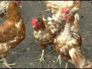 Why Chicken pick at their feathers – Jaguza Farm Support