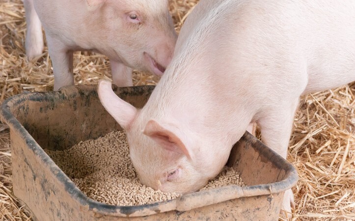 understanding-pig-feed-conversion-jaguza-farm-support
