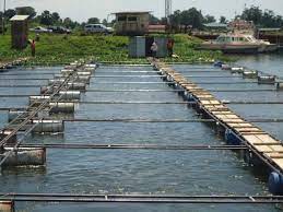 How to set up a Fish Cage farm – Jaguza Farm Support