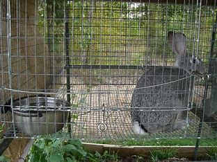 do rabbit cages smell