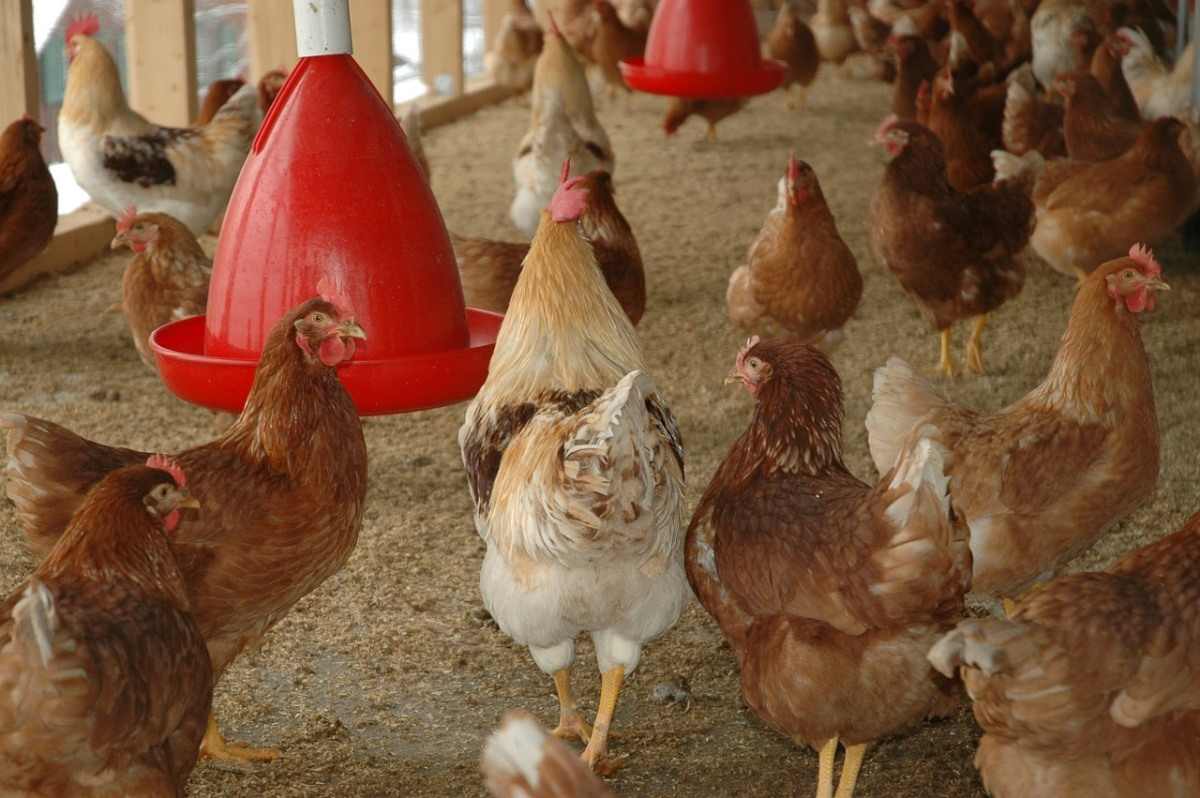 More about Giant Brahmas poultry. – Jaguza Farm Support