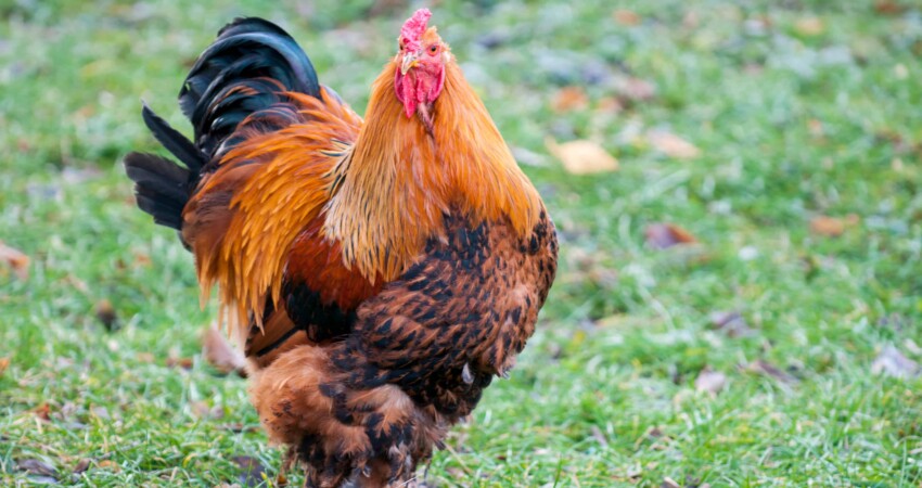 Brahma Chicken: Appearance, Eggs, Size and Raising Tips