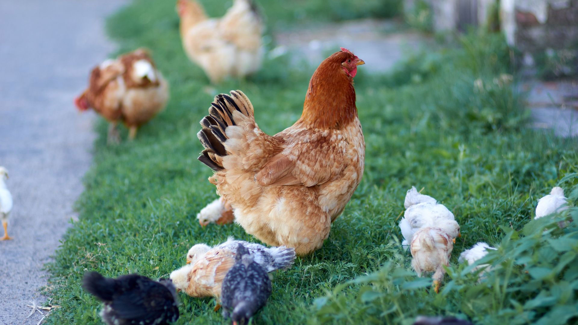 More about Giant Brahmas poultry. – Jaguza Farm Support