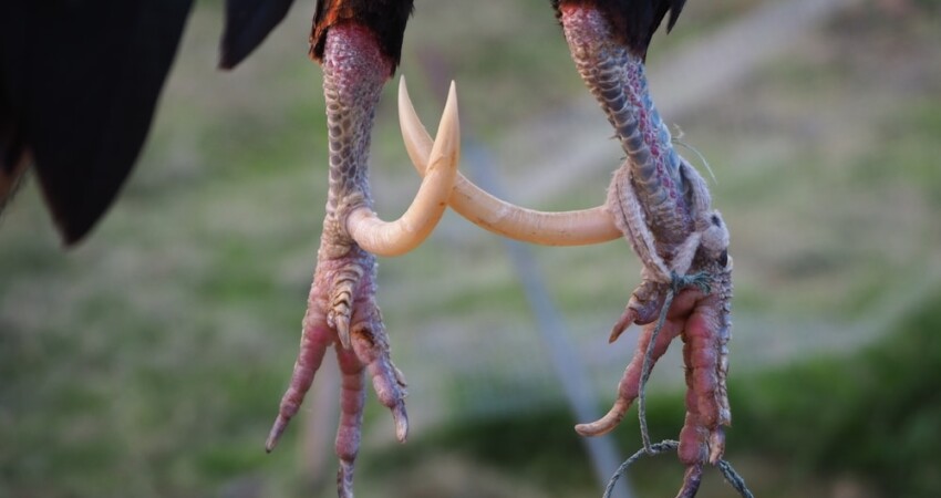 Trimming Rooster Spurs. – Jaguza Farm Support
