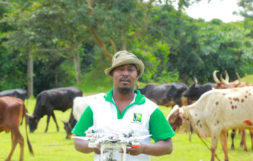 Dangers of giving cows avocados – Jaguza Farm Support